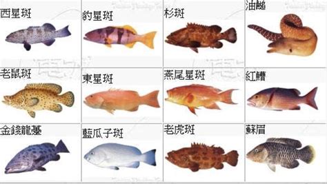 庚年 魚的種類有哪些